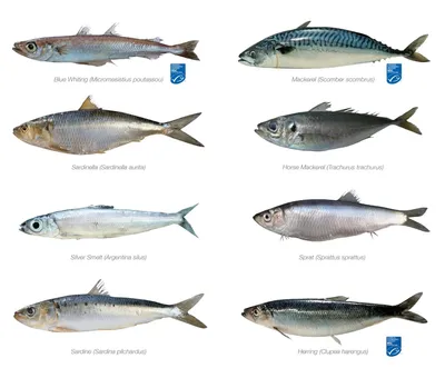 Неправильные и перевранные названия рыб на нашем рынке