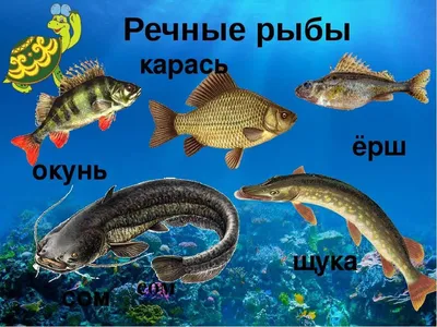 Щука - речная царица - Fishmarket - супермаркет рыбы