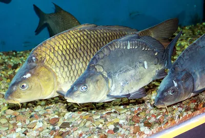 10 видов рыбы, которую лучше не есть | MARIECLAIRE