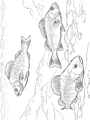 Речная рыба - название, описание и фото. Атлас речных рыб