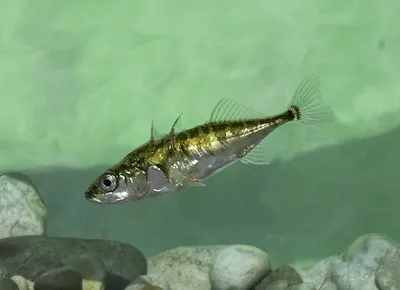 Рыба Краснопёрка - «Рыба Краснопёрка - и себе на ужин, и кошке на обед!  ЧЕРНЫЕ ПЯТНА на речной рыбе - что это? И можно ли есть такую рыбу. Какую  наживку используем для ловли» | отзывы