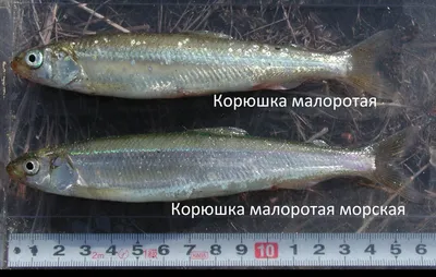 Рыбы молдавии - картинки и фото poknok.art