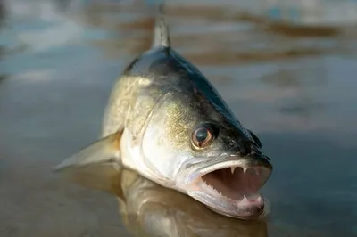 Речные рыбы, которые лучше не жарить. Мнение ихтиолога | Заметки ихтиолога.  | Дзен