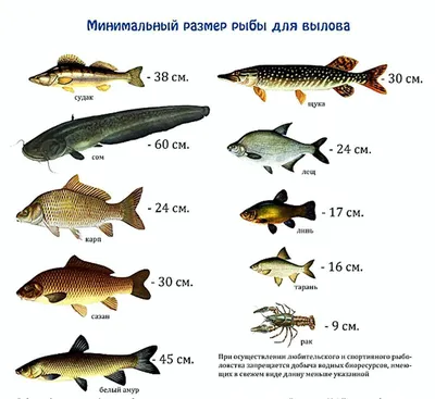 Вяленая рыба: больше, чем закуска - Статьи и лайфхаки от Деликатеска.ру