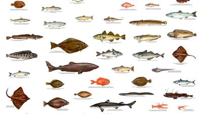 Неправильные названия рыб на нашем рынке | Пикабу