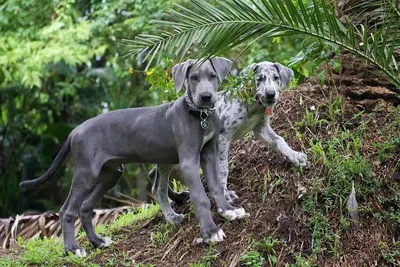 Немецкий дог Пресли — настоящий Скуби Ду | Pet4Me.ru