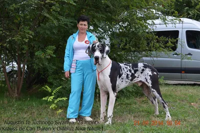 glavnaya - Luxury Style Питомник немецких догов. Nursery of the German  Great Danes Luxury style Crimea,Ukraine