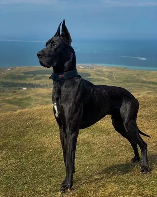 НЕМЕЦКИЙ ДОГ (Great Dane) (Deutsche Dogge)