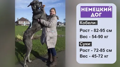 Немецкий дог (дог) 🐶 — описание, дрессировка, особенности ухода за догом  на Pet Guide🐾