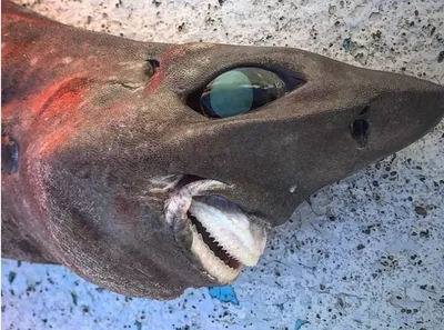 Фото необычной рыбы вызвало ажиотаж в Сети | ForPost