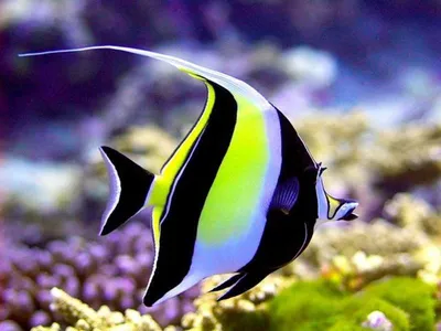 10 необычных аквариумных рыб
