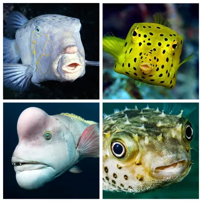 Топ-5 Наиболее редких и необычных рыб на планете (Часть-1) | Пикабу