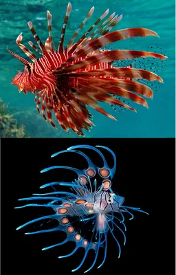 Необычные рыбы красного моря - 60 фото