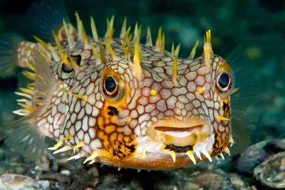 Самые необычные рыбы мира » Интересные факты: самое невероятное и  любопытное в мире
