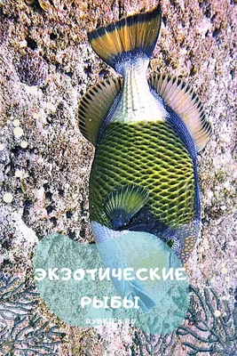 Красивые рыбы . Красивые рыбы в Средиземном море подводном . Подводный .  Красивые рыбы в Средиземном море . Школа рыбы Стоковое Изображение -  изображение насчитывающей мелководье, цветасто: 196074379
