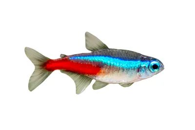 Голубой Неон самая популярная и неприхотливая аквариумная рыбка — купить в  Красноярске. Рыбки на интернет-аукционе Au.ru