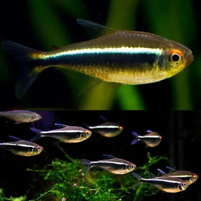 Черный неон - Hyphessobrycon herbertaxelrodi - Рыбки - Nano Fish