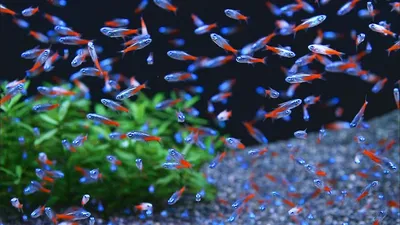 Неон Бриллиантовый - Paracheirodon innesi “Diamond” - Рыбки - Nano Fish