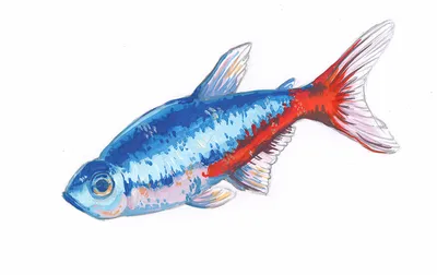Неон красный, кардинальская тетра - содержание рыбки, фото
