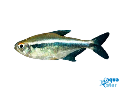 неон рыб аквариума стоковое изображение. изображение насчитывающей неон -  17469259