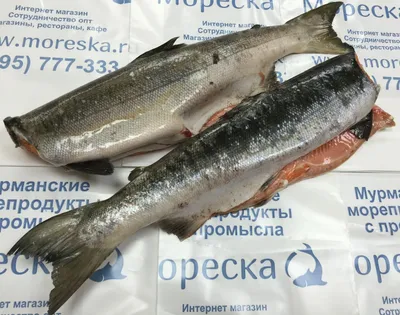 Нерка, замороженная , 1кг - Интернет-магазин морепродуктов в СПб