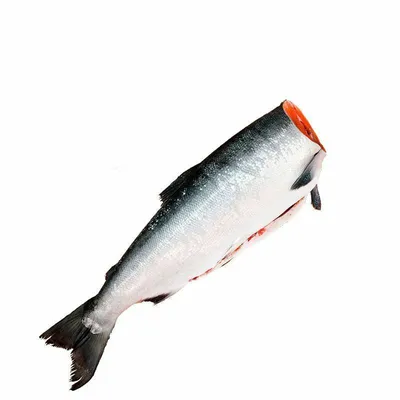 Нерка: 6 фактов из жизни красной рыбы семейства лососевых | Приключения  натуралиста | Дзен