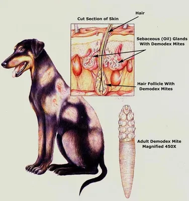 Яркие картинки с нотоэдрозом у собак