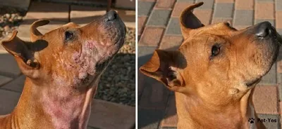 Загадочные фотографии с нотоэдрозом у собак
