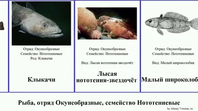 Нототения тушка 100-300 Walvisfish (Испания) купить по выгодным ценам в  Киеве, заказать Рыба столовых сортов онлайн в интернет магазине  морепродуктов ribka.ua