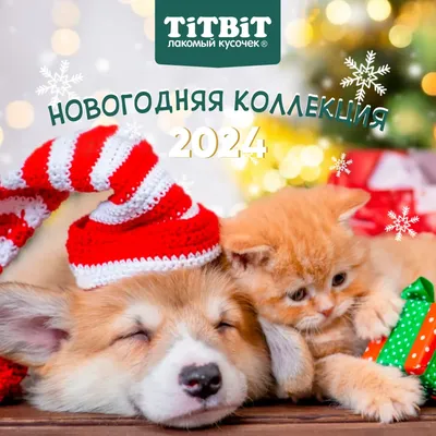 Новогодние собаки: фото, которые поднимут настроение