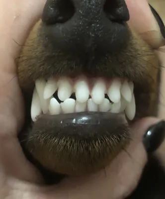Ножницеобразный прикус у собак фотографии