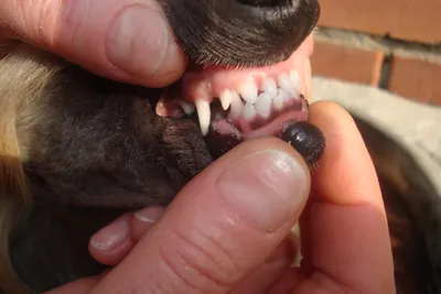 Ножницеобразный прикус у собак: качественные фото