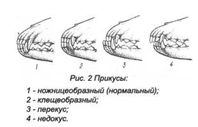 Удивительные фото собак с ножницеобразным прикусом