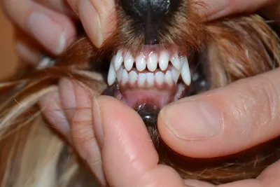 Удивительные фото собак с ножницеобразным прикусом в хорошем качестве