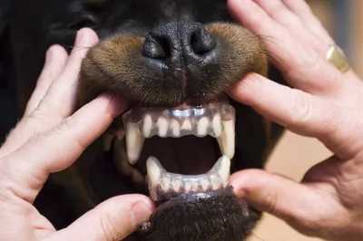 Фото ножницеобразного прикуса у собак: выберите размер изображения