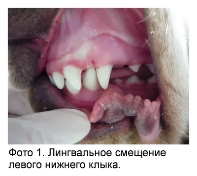 Ножницеобразный прикус у собак: фото для скачивания