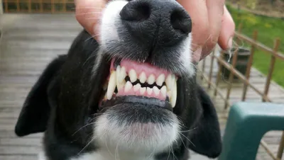 Фото собак с ножницеобразным прикусом: впечатляющие изображения