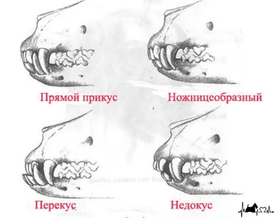 Ножницеобразный прикус у собак: картинки для скачивания