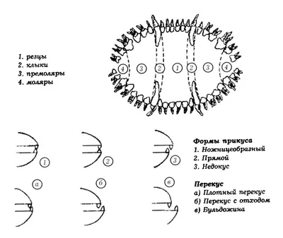 Ножницеобразный прикус у собак: фото для скачивания бесплатно