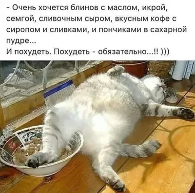 Объевшийся кот картинки