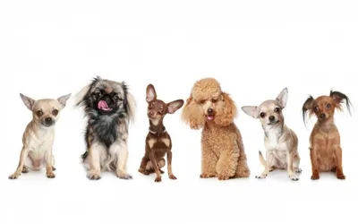 Очень маленькие породы собак: фото и изображения png, jpg, webp