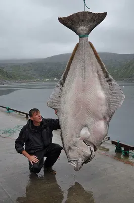 Огромная рыба — посты на Fishki