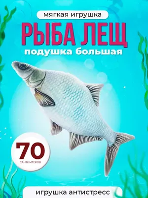 Огромная Рыба: последние новости на сегодня, самые свежие сведения | 72.ru  - новости Тюмени