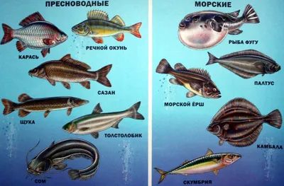 Графические Океанские Рыбы — стоковая векторная графика и другие  изображения на тему Рыба - Рыба, Бессмысленный рисунок, Векторная графика -  iStock