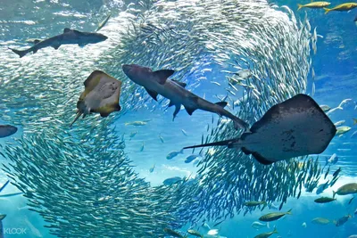 стайка рыб под водой в Красном море, рыба океан картина, рыбы, океан фон  картинки и Фото для бесплатной загрузки