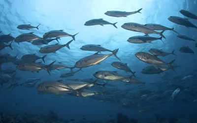 Одна из самых древних рыб в мире. Океанская рыба-солнце | ПОД ВОДОЙ | Дзен