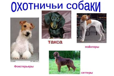 Охотничьих собак разных пород фотографии