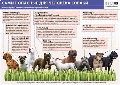 Охранные собаки: бесплатные фотографии в формате png