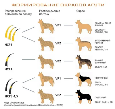 Красочные окрасы собак на ваш выбор