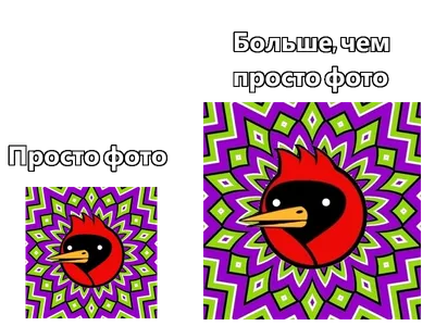 Омск (омская птица, омич, мемгенератор) / смешные картинки и другие  приколы: комиксы, гиф анимация, видео, лучший интеллектуальный юмор.